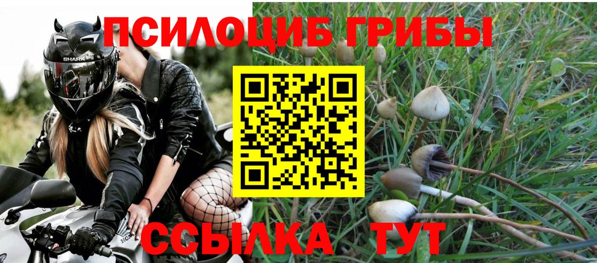 Псилоцибиновые грибы Psilocybe Югорск